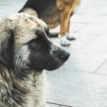 A close-up of a dog with a thick coat sitting on a pavement