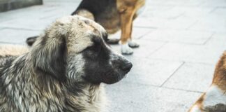 A close-up of a dog with a thick coat sitting on a pavement