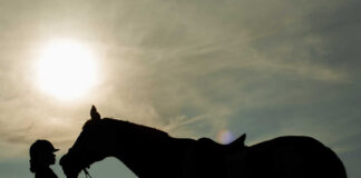 Silhouette of a rider with a saddled horse at sunset