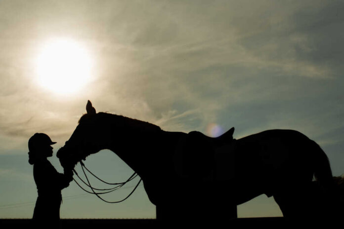 Silhouette,Of,A,Young,Girl,With,Horse,At,The,Sunset Silhouette of a rider with a saddled horse at sunset