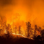 Wildfire engulfs a forest at night