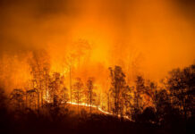 Wildfire engulfs a forest at night