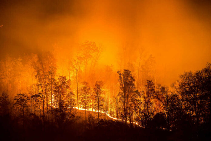 Wildfire engulfs a forest at night