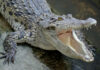 Seminole County Shock: Two Giants Pulled Crocodile with open mouth showing sharp teeth