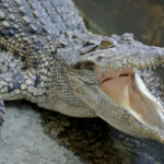 Seminole County Shock: Two Giants Pulled Crocodile with open mouth showing sharp teeth