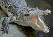 Crocodile with open mouth showing sharp teeth