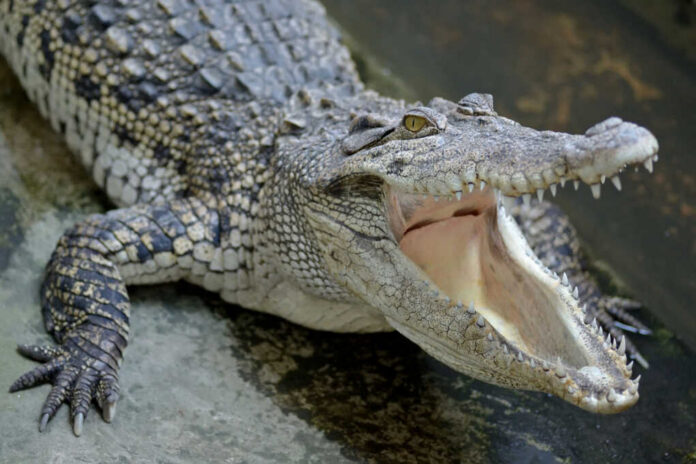 freshwater-crocodile554385409jpg Crocodile with open mouth showing sharp teeth