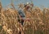 Severe heat waves and drought devastate Bosnia's corn harvest
