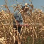 Severe heat waves and drought devastate Bosnia's corn harvest