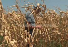 Severe heat waves and drought devastate Bosnia's corn harvest