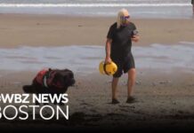 Lifeguard Yanked Under — Beach Shuts Fast Shark drags lifeguard underwater at Scarborough Beach in Maine