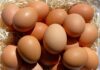 Imported Eggs Trigger Deadly Outbreak Brown eggs piled on straw