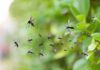 Tourist Hotspot Faces Mosquito Danger Mosquitoes swarming near green foliage
