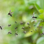 Mosquitoes swarming near green foliage