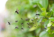 Mosquitoes swarming near green foliage