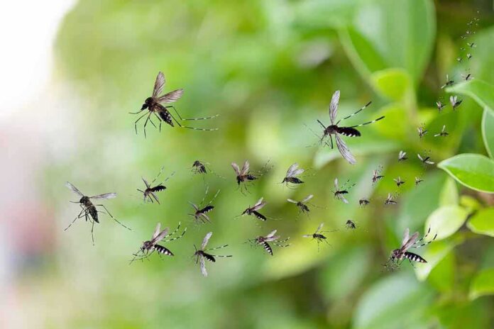 Mosquitoes swarming near green foliage