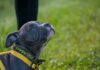 Masculinity Flip: Tiny Dogs, Big Confidence gray puppy wearing a yellow harness