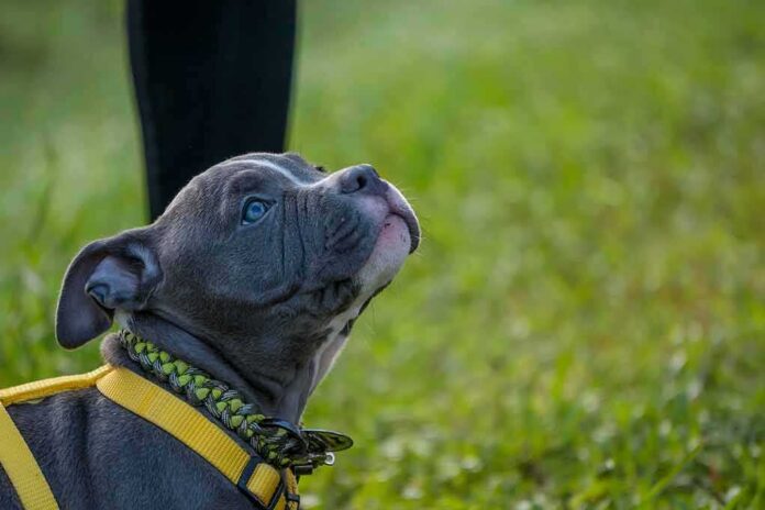 gray puppy wearing a yellow harness