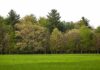 Tree line bordering a green grassy field