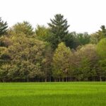 Tree line bordering a green grassy field