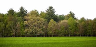 Tree line bordering a green grassy field