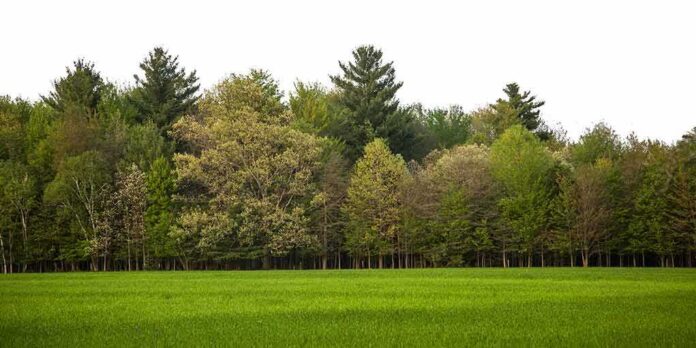 shutterstock_1102279289 Tree line bordering a green grassy field