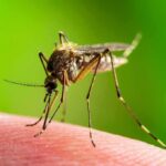 Dengue Explosion Slams Tampa Bay Mosquito feeding on human skin